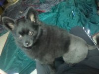 2-27-11 TeddysNewCut 021.jpg