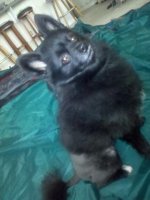 2-27-11 TeddysNewCut 018.jpg