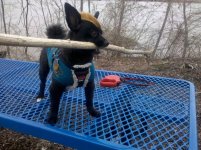 3-6-11 TeddyBlondSpyderHawk 049.jpg