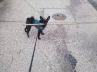 3-6-11 TeddyBlondSpyderHawk 055.jpg