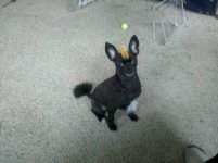 3-6-11-SpyderHawkDone 011.jpg