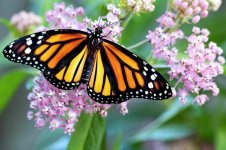 monarch-butterfly-on-milkweed-patty-colabuono.jpg
