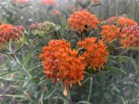 ORANGE.asclepias-tuberosa-002-1536x1152.jpg