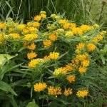 hello-yellow-asclepias-support-the-monarchs-set-of-3-ro-d-20190108114440947_8962186w.jpg