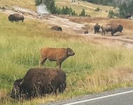 Bison1.jpg