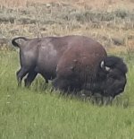 Bison4.jpg