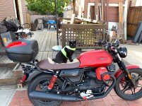 Felix on Rosso Grosso.jpg