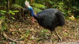 cassowary1.jpg