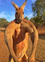 04-musclebound_kangaroo-3432716203.jpg