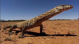 perenti goanna 4th largest lizard on earth.jpg