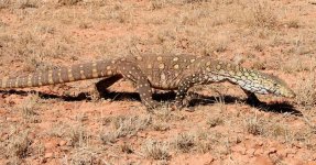 perentie-near-rodinga-201109012062.jpg