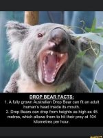 drop bear facts.jpg