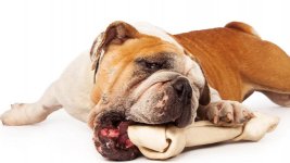 bulldog-bone-thumb.jpg