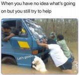 Dog Helps.jpg