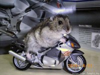 mouse rider.jpg