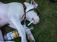drunk dog.jpg