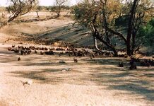 rabbits 1.jpg
