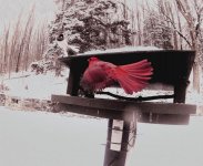 winter bird2.jpg