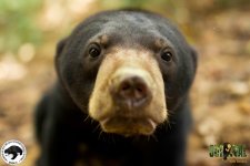 1127.sun_bear_closeup.600.jpg