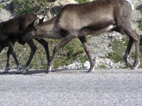 Caribou - 2.jpg