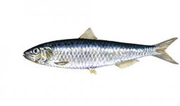 sardine.jpg