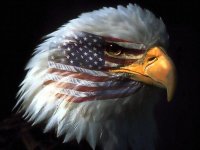 PatrioticEagle.jpg