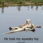dead-alligator-took-dogs-squeaky-toy.jpg