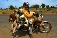 2011-11_Kriegel_Burkina-Faso-goats-on-motorcycle.jpg