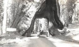 Sequoia tunnel.jpg