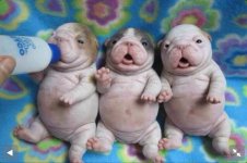 Too Cute For Words.jpg