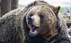 grizzly-bear-roar.jpg