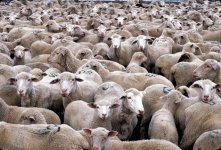 Herd of Sheep.jpg