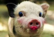 LipSticked Pig.jpg