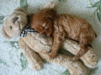 funny-puppy-dog-sleeping-cute-bear-toy.jpg