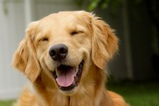 laughing-dogs-6.jpg