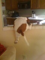 basset over counter.jpg