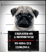 PUG Urinated-on-a-motorcycle.jpg