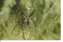 spider.jpg