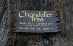 Chandelier Tree.jpg
