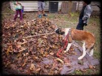 raking leaves.jpg
