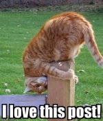 Cat Loves This Post.jpg