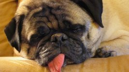 10-adorably-sleepy-animals-that-ate-too-much-turkey-cfe50df84d.jpg