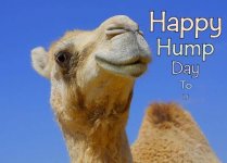 176010-Happy-Hump-Day-To-You.jpg