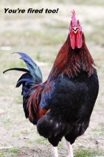 Rooster_open_beak.jpg