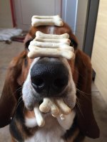 basset bone leave it contest.jpg
