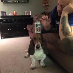 basset beer on head leave it.jpg