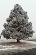 Frosty tree.jpg