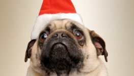 christmas-dog-pug-santa-hat-1-400x600.jpg
