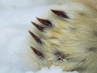 polar-bear-claw_664_990x742.jpg