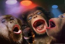funny-monkeys-pictures-copy.jpg